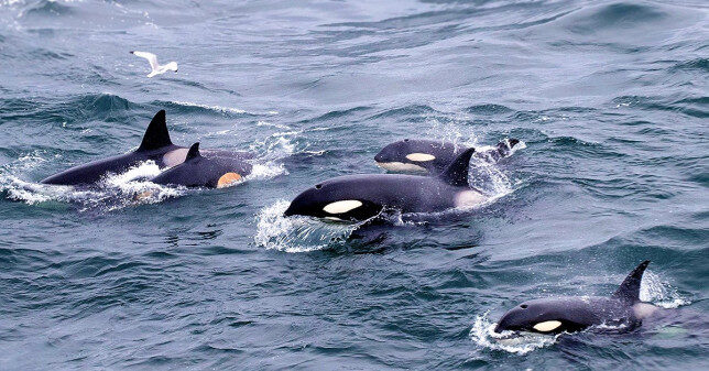 A newborn orca calf spotted playing with its pod in the North Seas off Moray Firth, near Duncansby Head, Caithness.