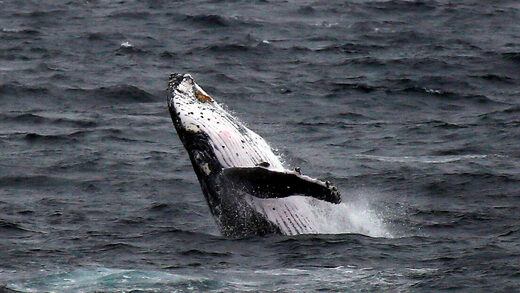 ballena whale