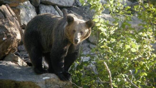 Imagen de archivo de un oso Pardo en Asturias.