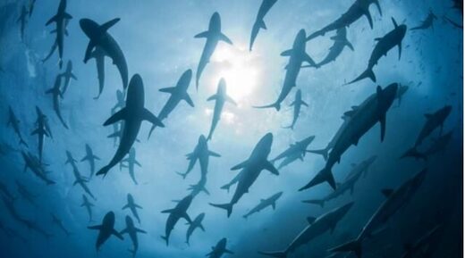 Sharks swimming