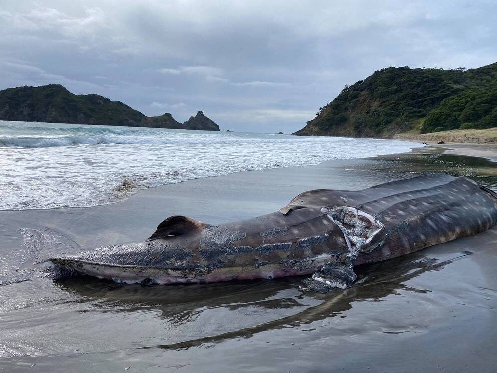 Clic para aumentar A dead whale shark spotted at Harataonga, on Great Barrier Island.