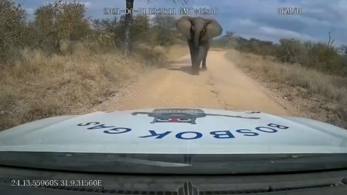 Elephant attacks car