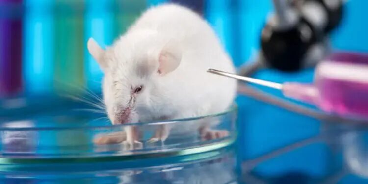 ratas