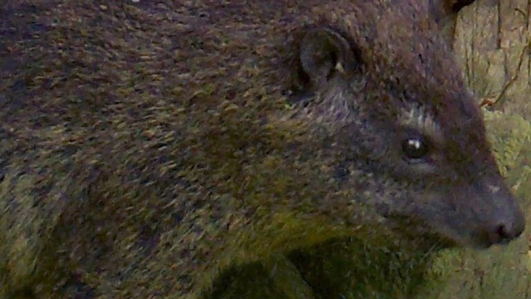 nueva especie de mamífero,África,ladridos