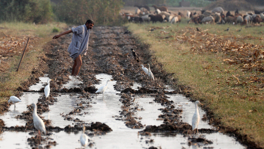farmer egypt