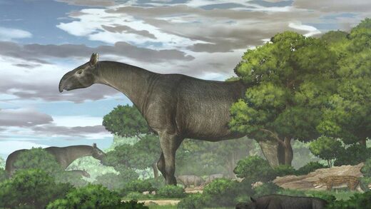 Rinoceronte Gigante,Tibet,no fue barrera,mayor mamífero terrestre,historia
