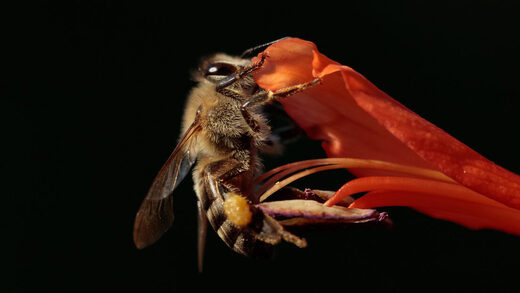 Bee abeja