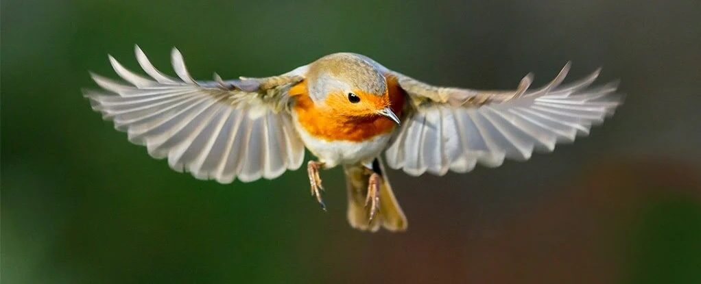 aves,disponen,brújula cuántica,ojos,precisa,GPS