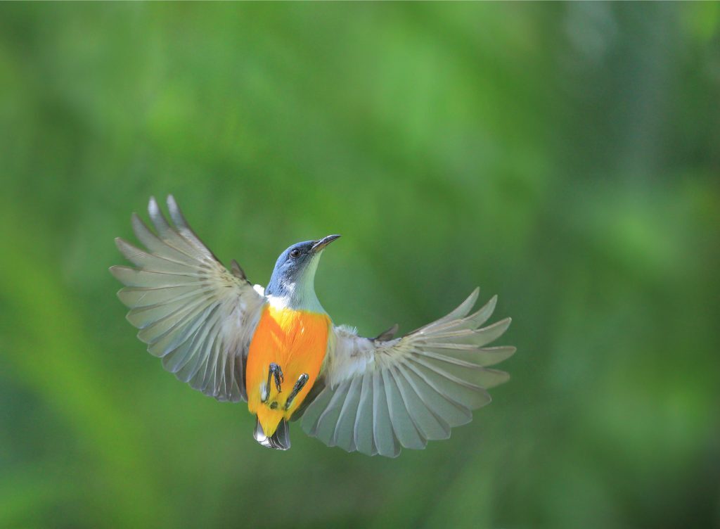 aves,disponen,brújula cuántica,ojos,precisa,GPS