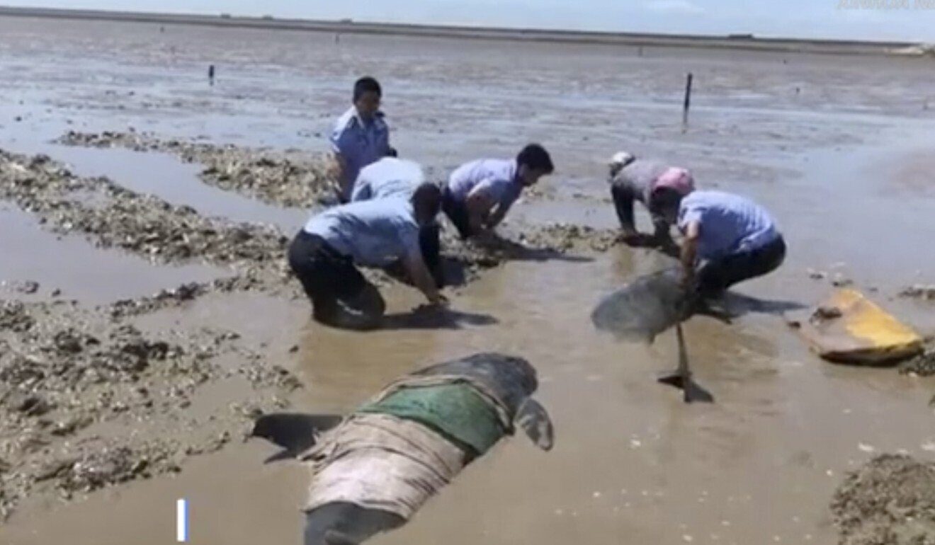 Locals try to save 12 pilot whales that were found stranded in tidal flats in eastern China.