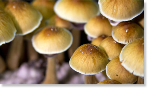 mushrooms