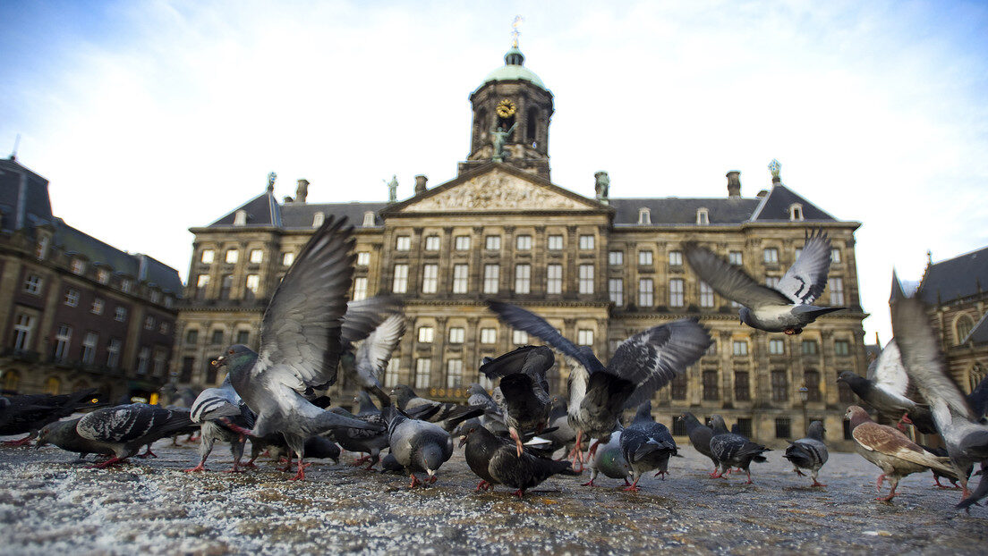 Pigeons