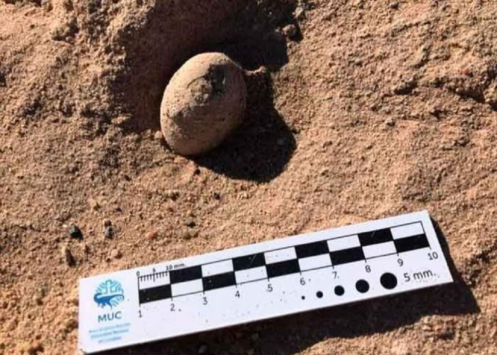 Encuentran 160,huevos,fósiles,aves prehistóricas,sur,Argentina