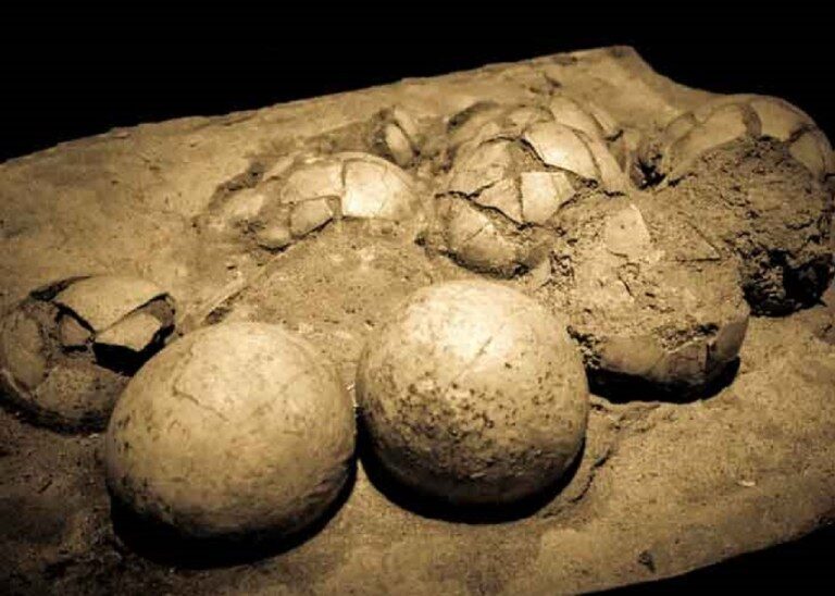 Encuentran 160,huevos,fósiles,aves prehistóricas,sur,Argentina