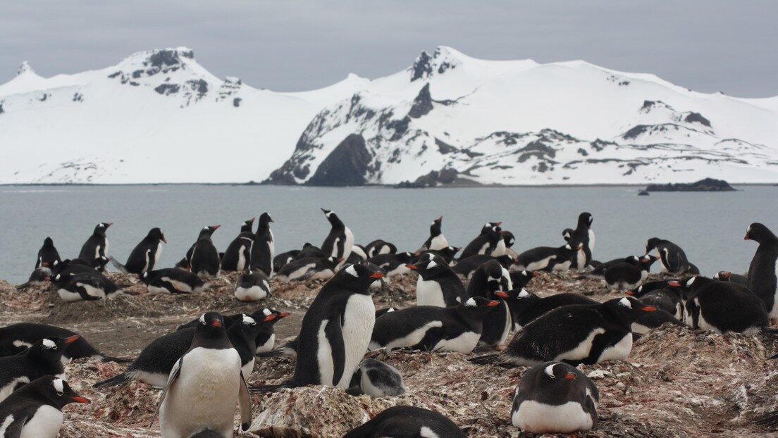 Pinguinos antartida