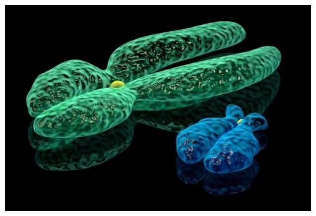 Human sex chromosomes