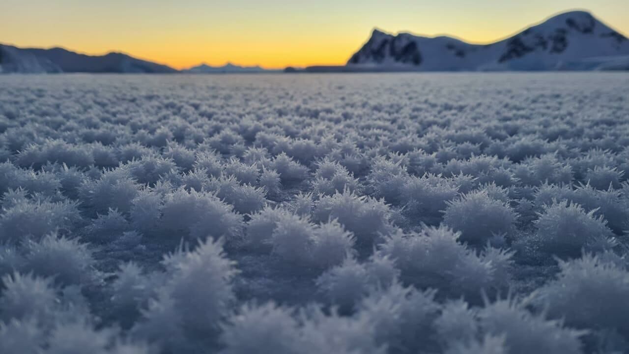 Antarctic flowers
