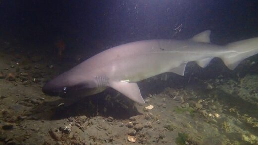Tiburón de origen prehistórico aparece en Europa, lo ven cerca de la superficie.