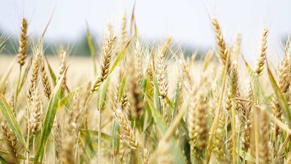 Cultivos wheat trigo