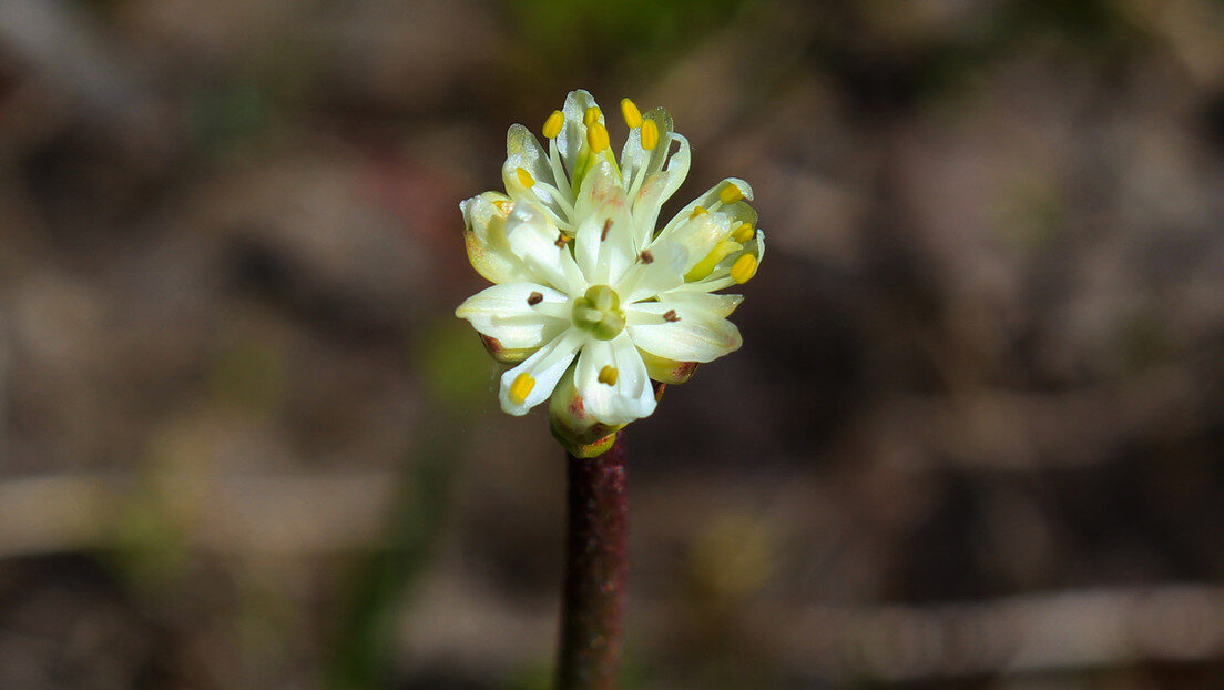 Triantha occidentalis