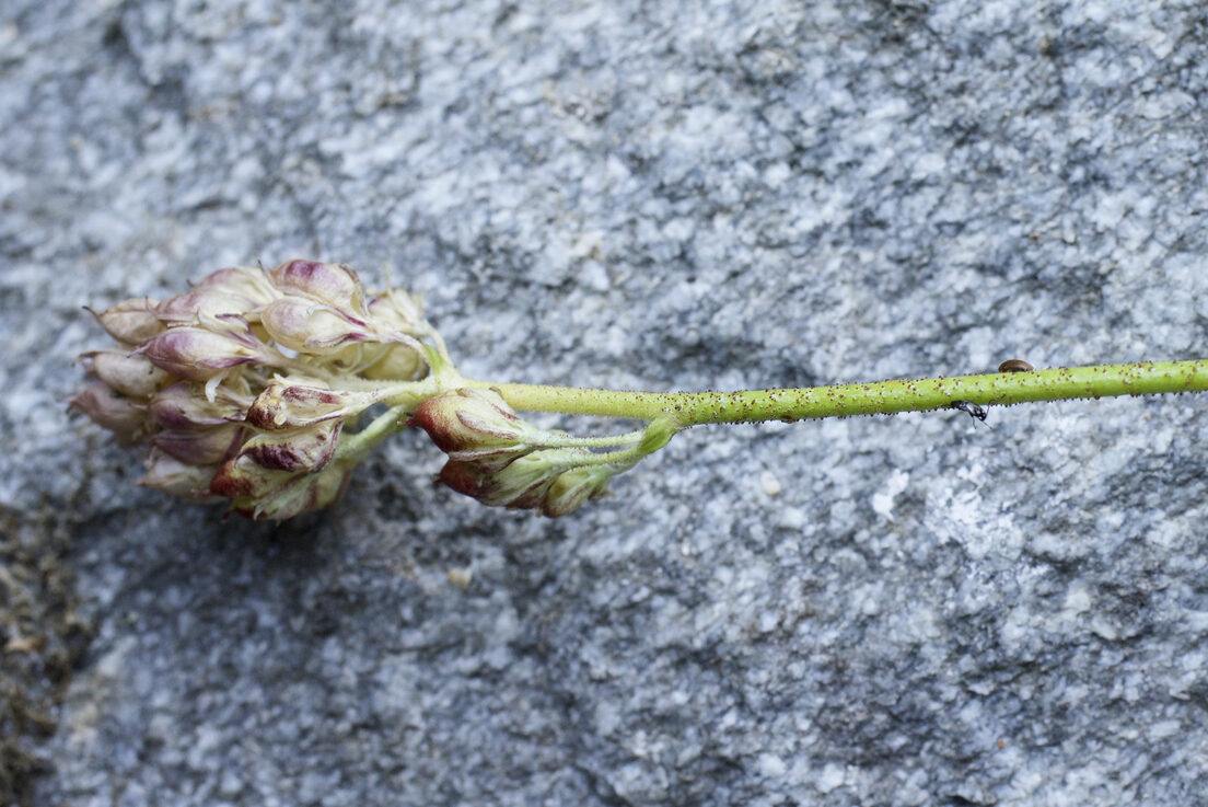 Triantha occidentalis