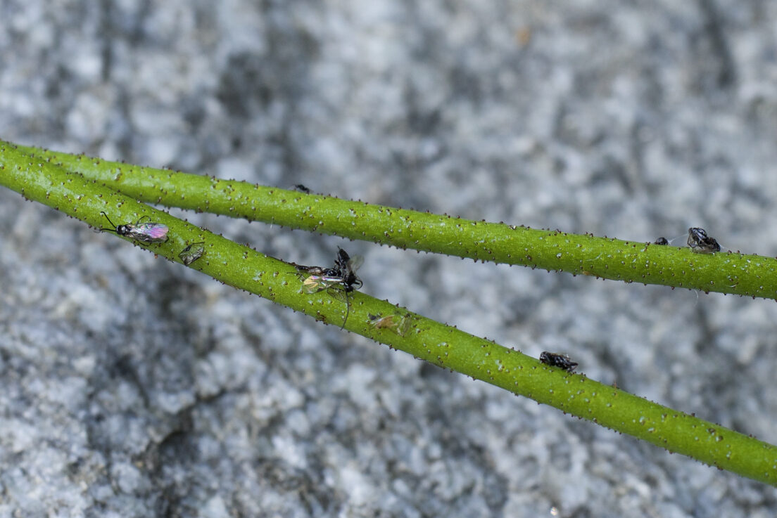 Triantha occidentalis