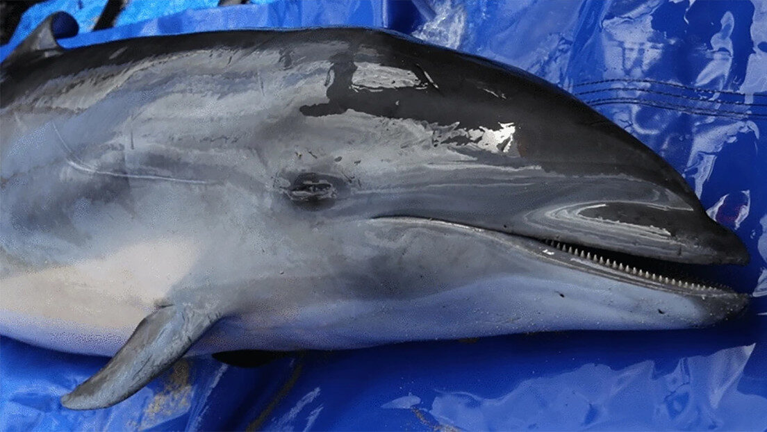 Dolphin
