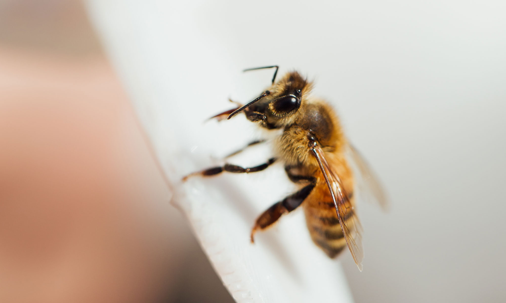 honeybee