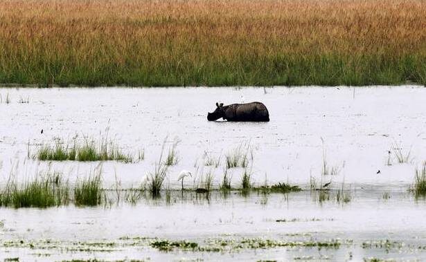 An one-horned rhino wades through the first wave of flood water in Pobitora Wildlife sanctuary in Morigaon district of Assam on Tuesday, August 17, 2021.