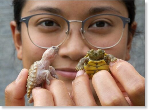 Sam Arevalo of the Upper Thames River Conservation Authority holds up two rarities: An albino baby snapping turtle and a two-headed map turtle.