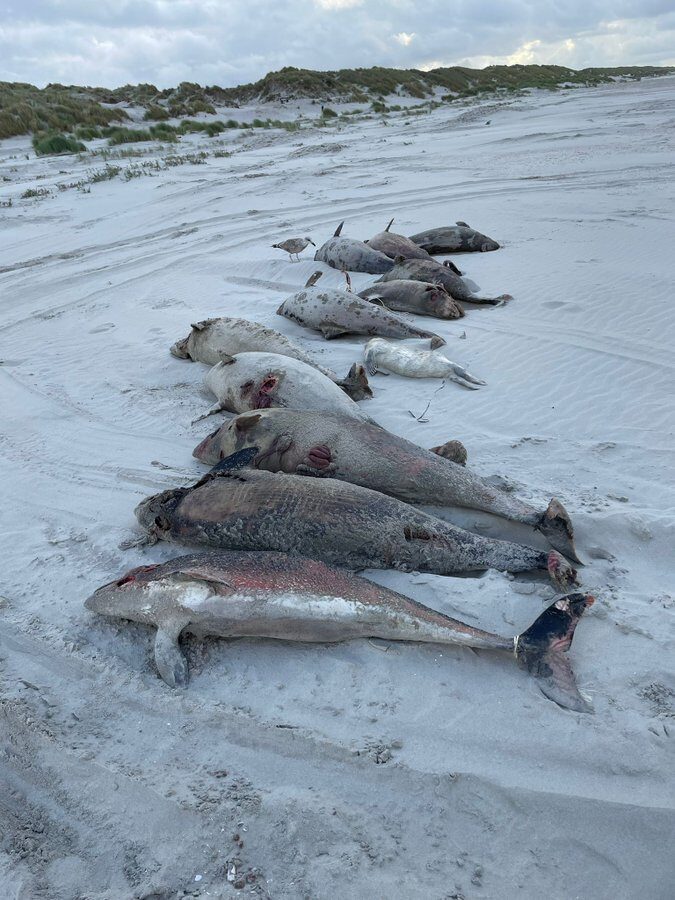 Around 100 dead harbour porpoises have so far been spotted in the Wadden Islands.