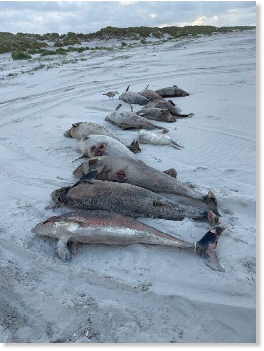 Around 100 dead harbour porpoises have so far been spotted in the Wadden Islands.