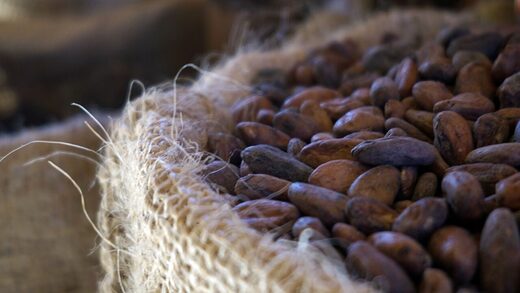 Cacao semillas