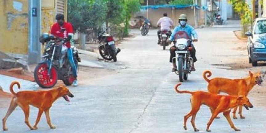 perros callejeros,ataques,India