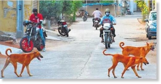 perros callejeros,ataques,India