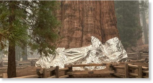 World's largest tree wrapped in fire-resistant blanket due to wildfire fears