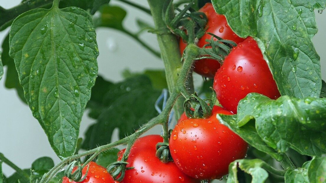 tomato