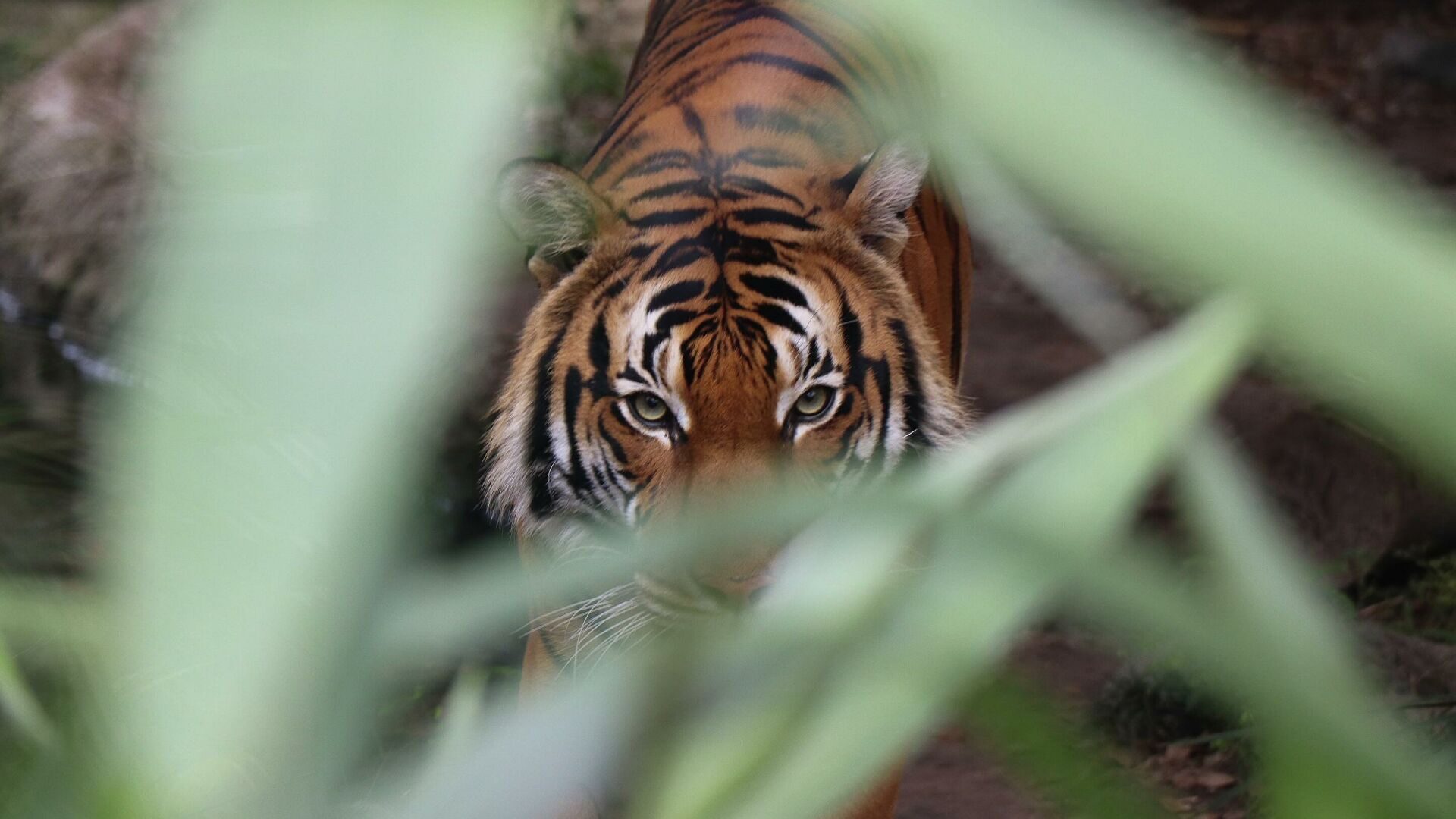 Tiger tigre