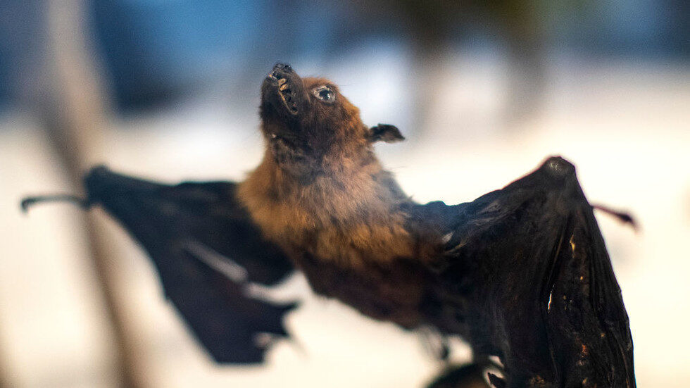 bat specimen