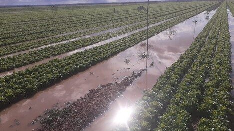 suministro,lechuga,espinaca,Albacete,España
