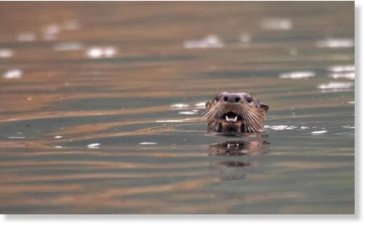 River otters do not usually attack humans, Alaskan authorities said.