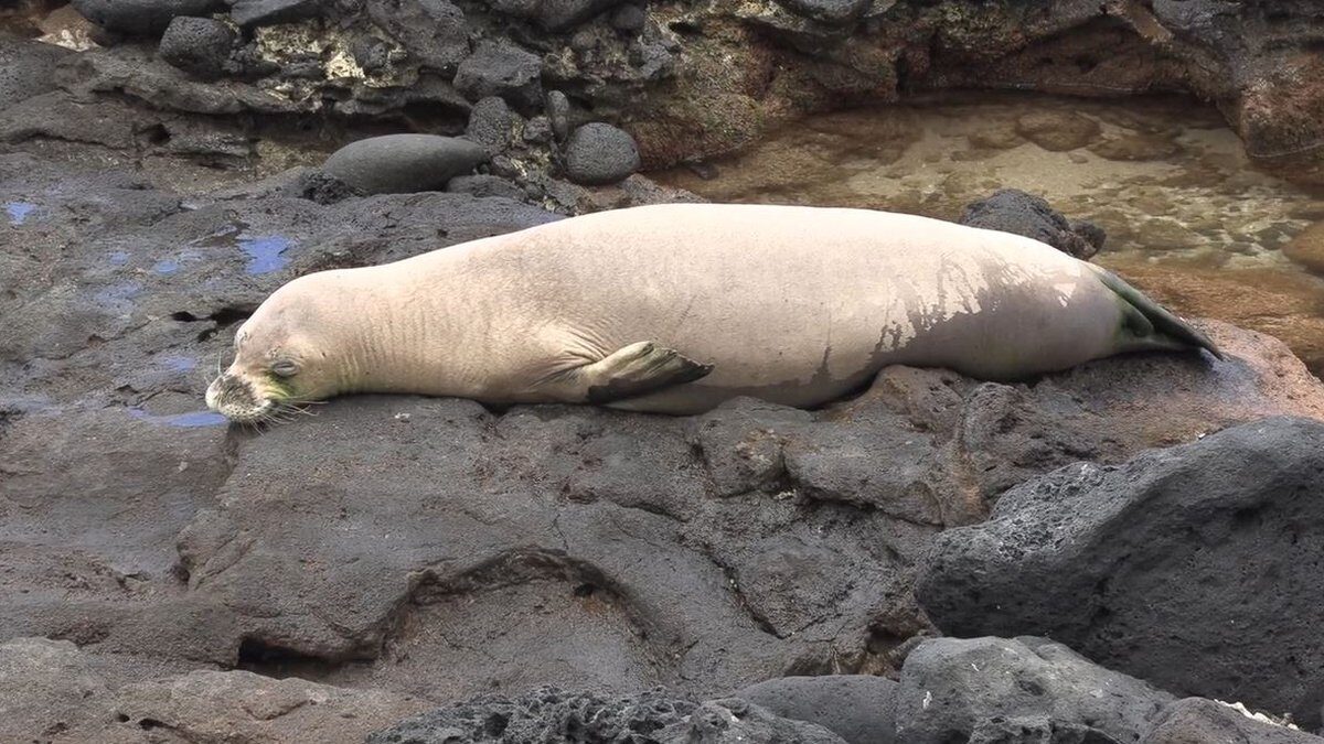 Federal and state officials are looking into the 6th monk seal death on Molokai.