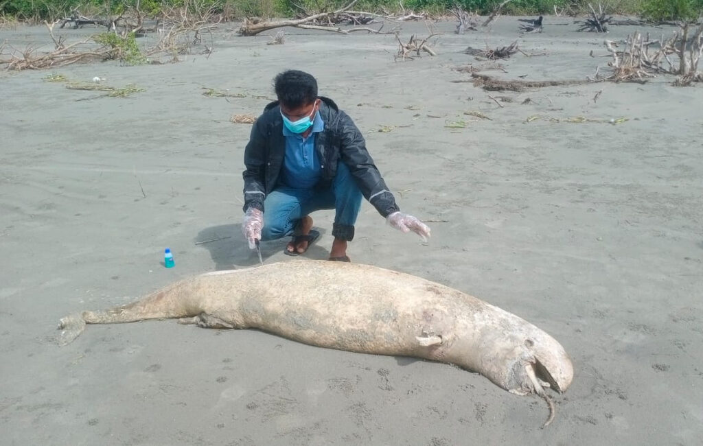 Locals spotted the dolphin's body on Kuakata beach on Wednesday, September 29, 2021