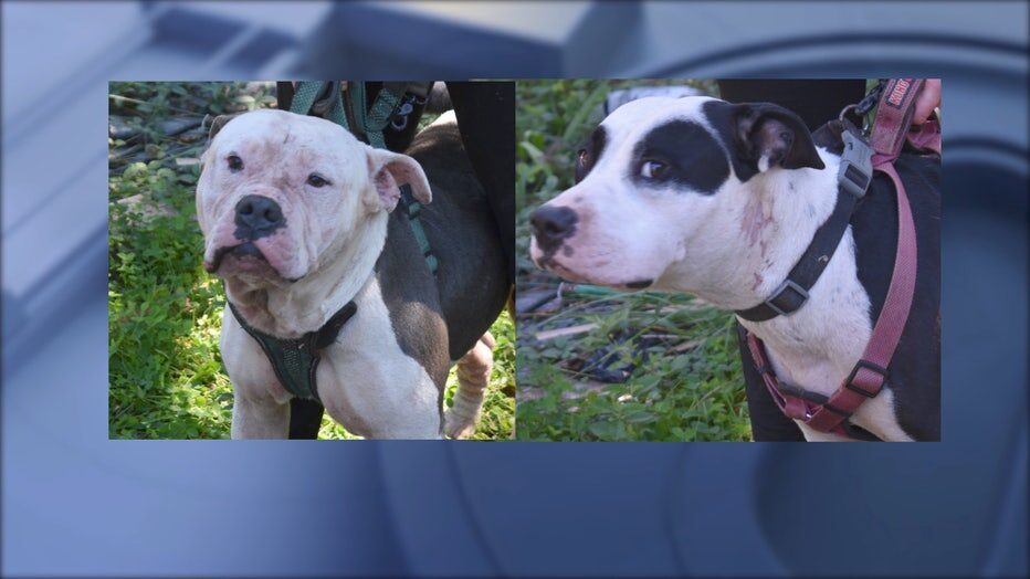 Photos of two dogs seized by Coweta County animal control as investigators worked to determine how a man died at the home.
