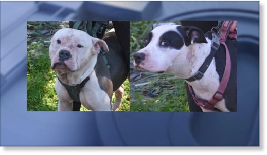 Photos of two dogs seized by Coweta County animal control as investigators worked to determine how a man died at the home.