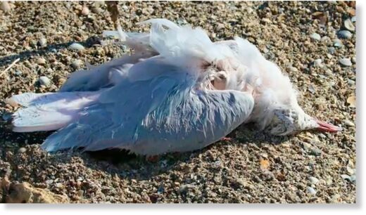 Dead birds scattered along the Sivash Bay in Crimea