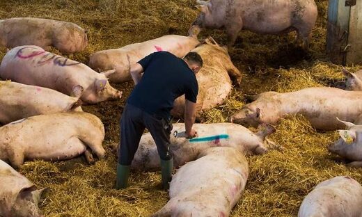 Locura e idiotismo,granjas,Reino Unido,exceso,cerdos,sacrificarlos