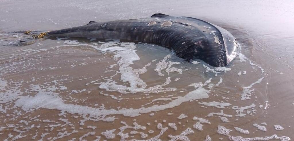 The whale shark carcass found on Ramtara beach in Jagatsinghpur, Odisha.