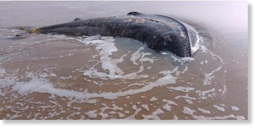 The whale shark carcass found on Ramtara beach in Jagatsinghpur, Odisha.