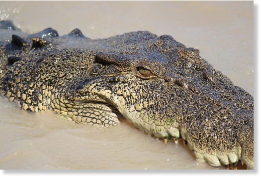 Saltwater crocodiles are the largest reptiles on the planet.